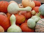 white gourds, pumpkins, lagenaria siceraria