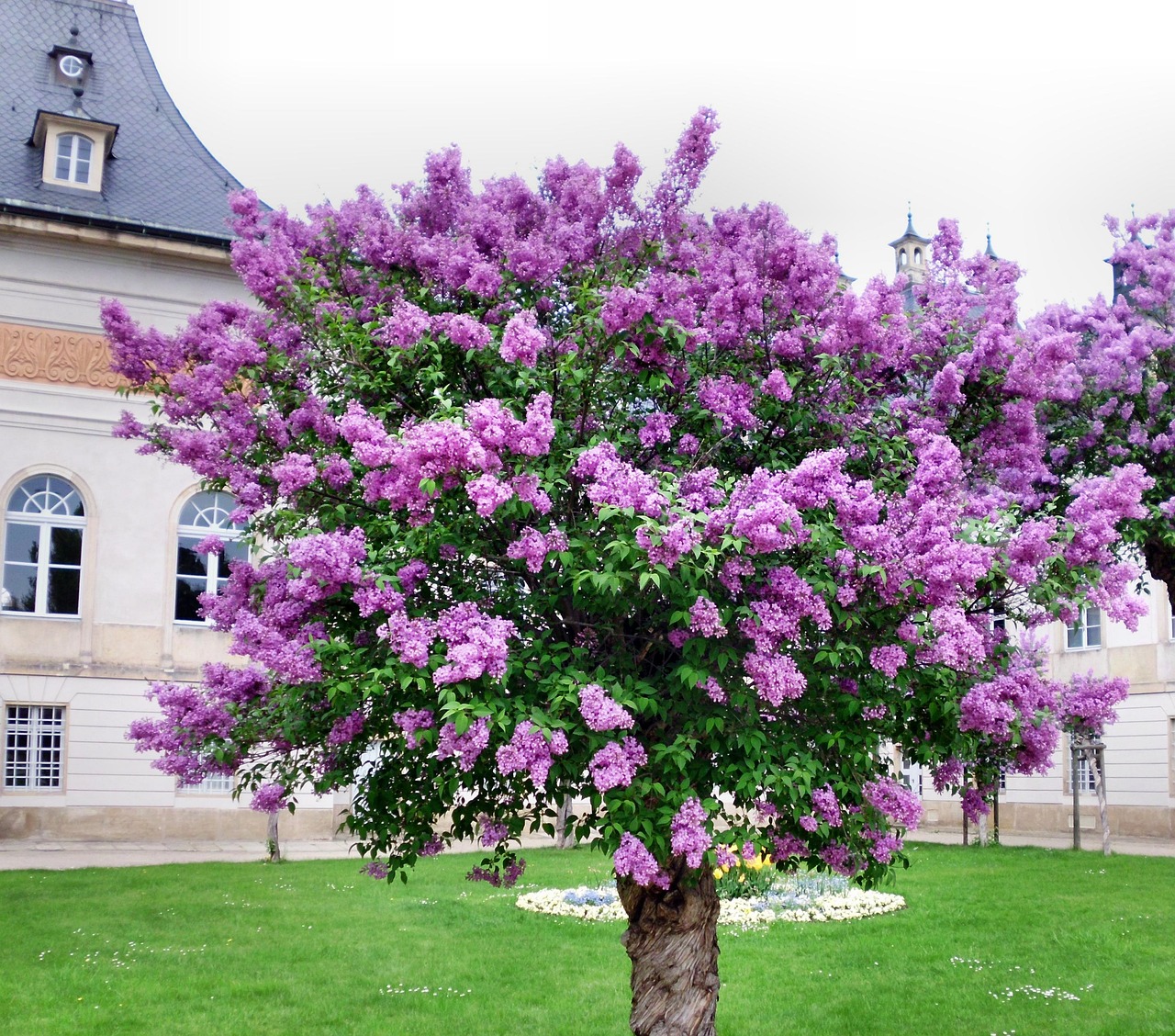 Lilas Arbre Commun Arbuste Photo Gratuite Sur Pixabay Pixabay