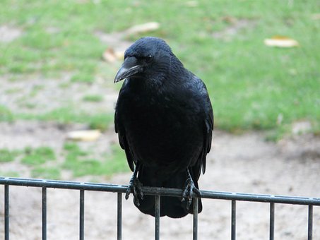 Carrion Crow, Corvus Corone, Crow