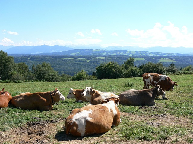Free Cows Nature photo and picture