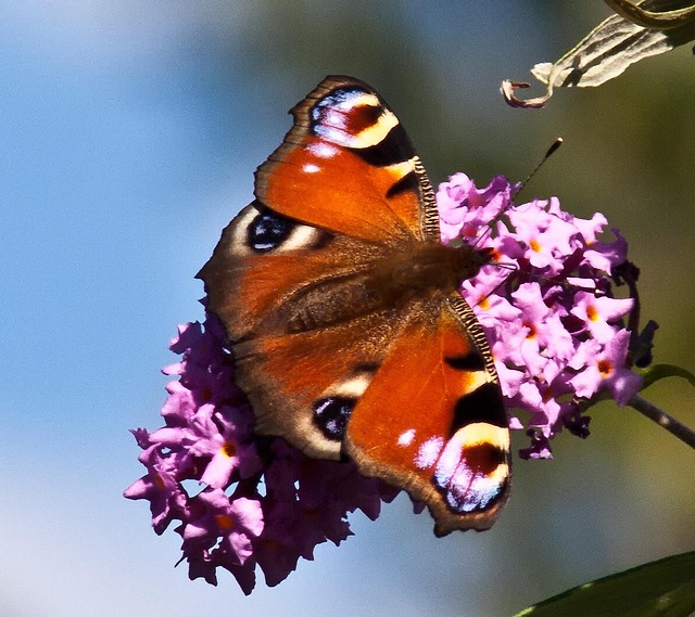 Free Butterfly Flower photo and picture
