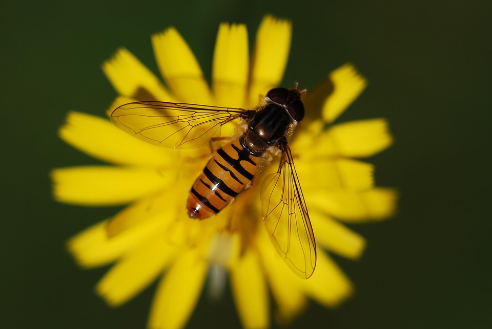 Hover Fly Insect Close Up - Free photo on Pixabay - Pixabay