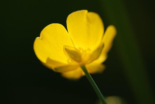 Flor, Flores Bonitas, Amarelo, Natureza