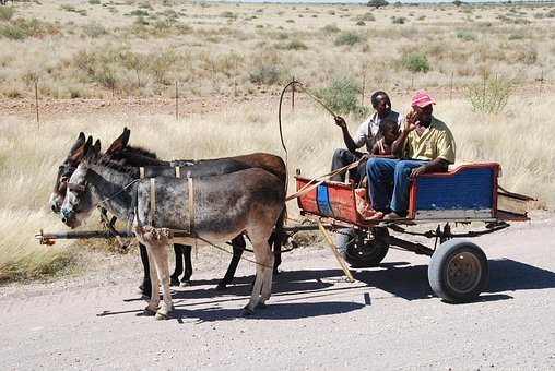 Carrinho, Carroça De Burro