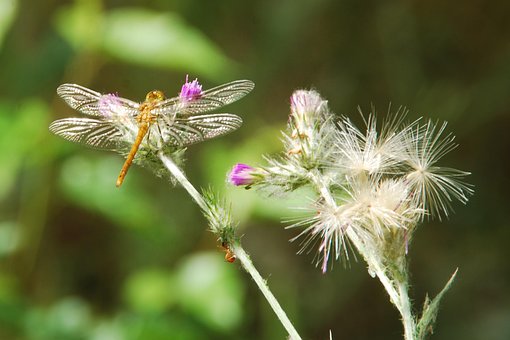 Libélula, Fechar-Se, Inseto, Cardo