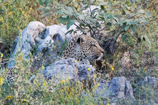 Leopardo, Mentira, Animal, África
