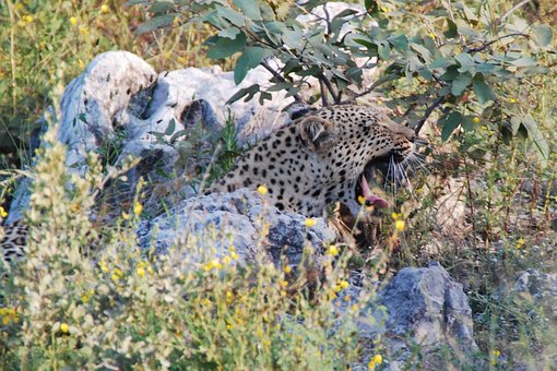Leopardo, Bocejando, Cansado, Acordar