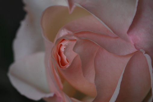 Rosa, Flor, Flor De Rosa
