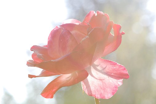 Rosa, Flor, Flor De Rosa