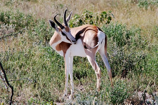 Gazela, Animal, África, Natureza