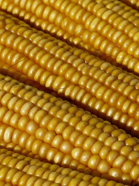 Free Corn Corn On The Cob photo and picture