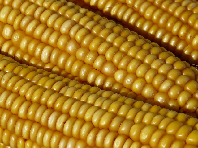 Free Corn Corn On The Cob photo and picture