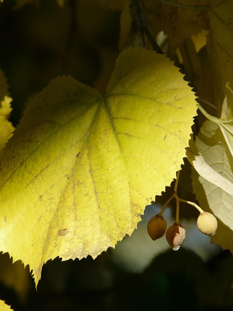 Free Linden Leaf Linden Tree photo and picture
