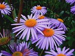 aster tongolensis, michelmas daisy, mauve flower