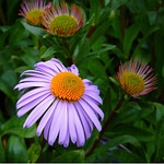 aster tongolensis, michelmas daisy, mauve flower
