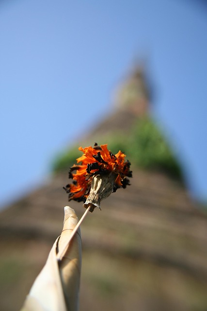 Floral, Planta, Natural, Florescer