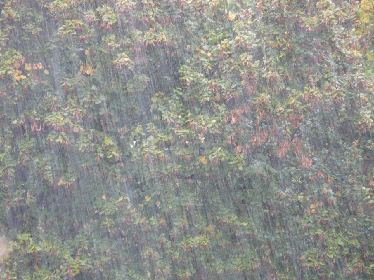 Downpour Shower Rain Free photo on Pixabay Pixabay