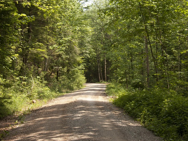 Free Forest Forest Path photo and picture