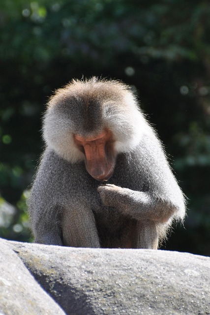 Free Baboon Ape photo and picture