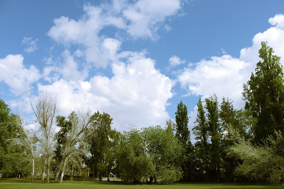100 Gambar Awan Dan Pohon Paling Keren 100 Gambar Awan Dan Pohon Paling Keren