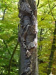 bark, tree bark, cherry
