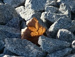 leaf, leaves, still life
