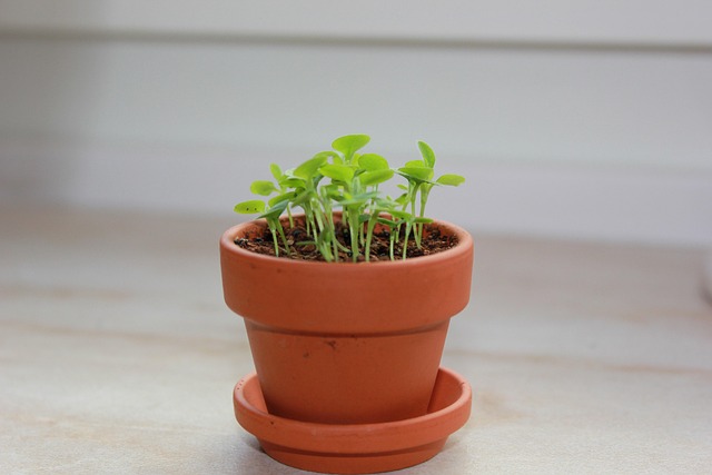Free Herbs Garden photo and picture
