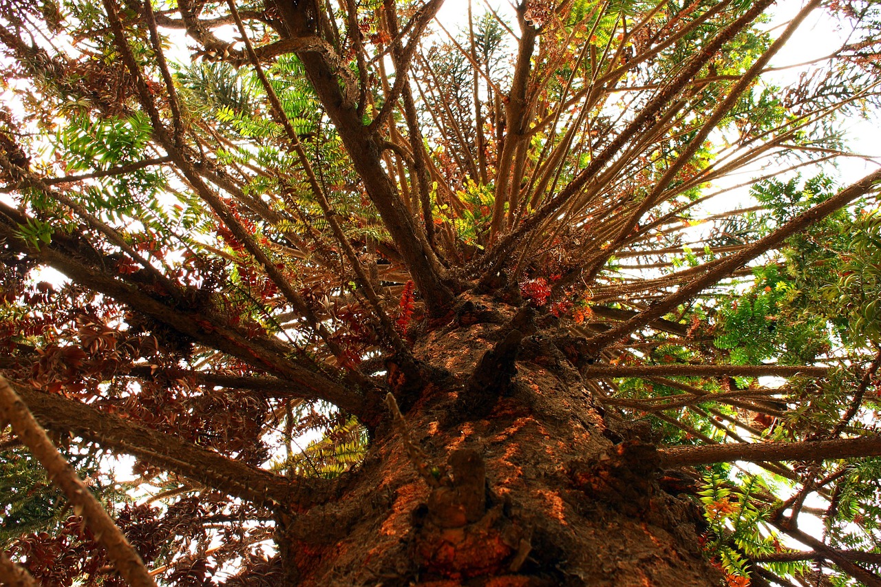Araucaria Árbol Ramas - Foto gratis en Pixabay - Pixabay
