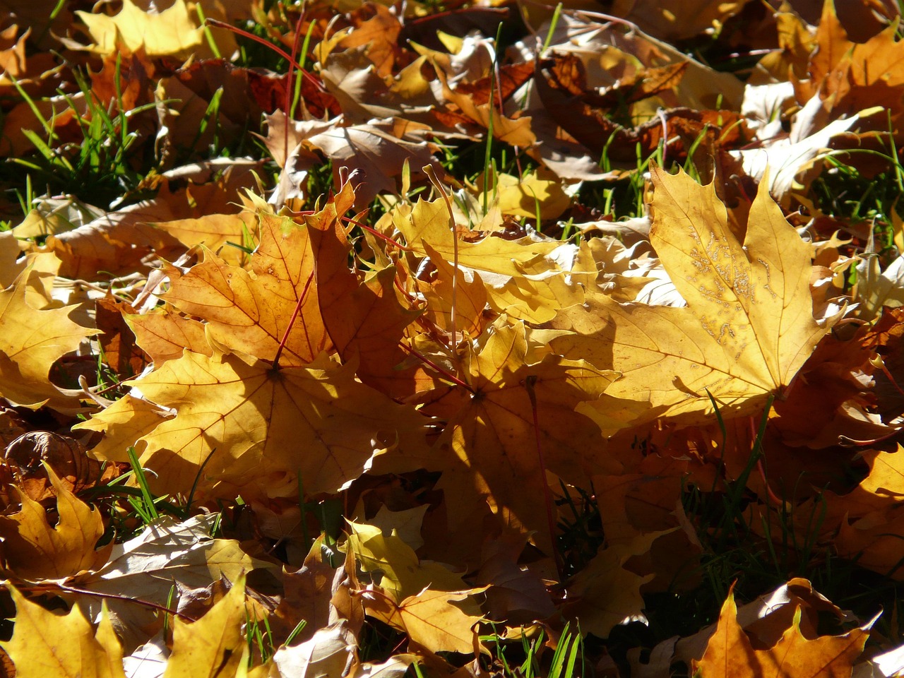 Autumn Leaves Backlighting Shining - Free photo on Pixabay - Pixabay