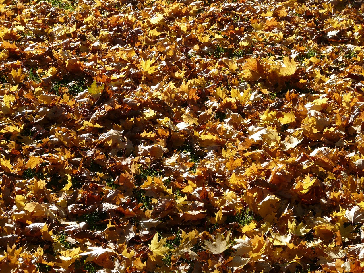 Autumn Leaves Backlighting - Free photo on Pixabay - Pixabay