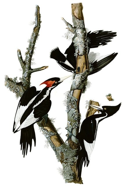 Free woodpecker mr woodpecker ivory woodpecker illustration