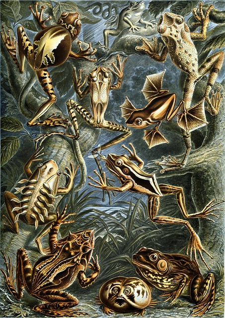 Free Frogs Amphibian photo and picture