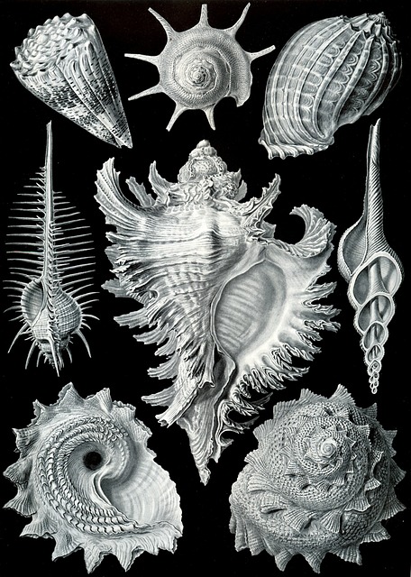 Free Shellfish Murex Pecten photo and picture
