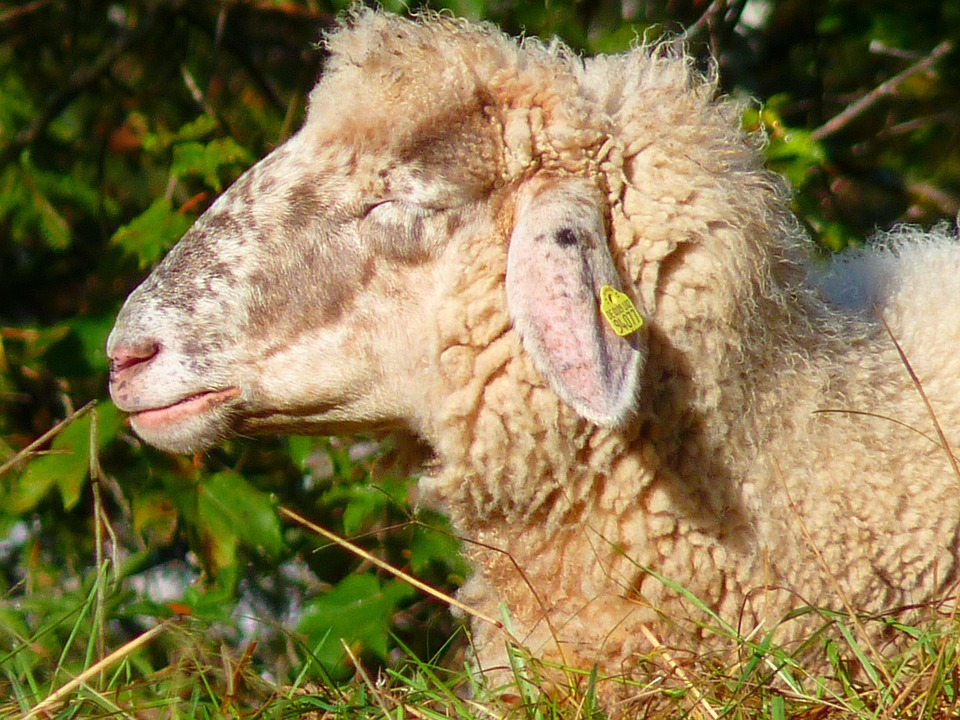 Free photo Sheep, Head, Fur, Soft, Wool Free Image on Pixabay 63230