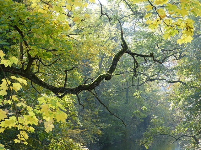 Free Branch Tree photo and picture