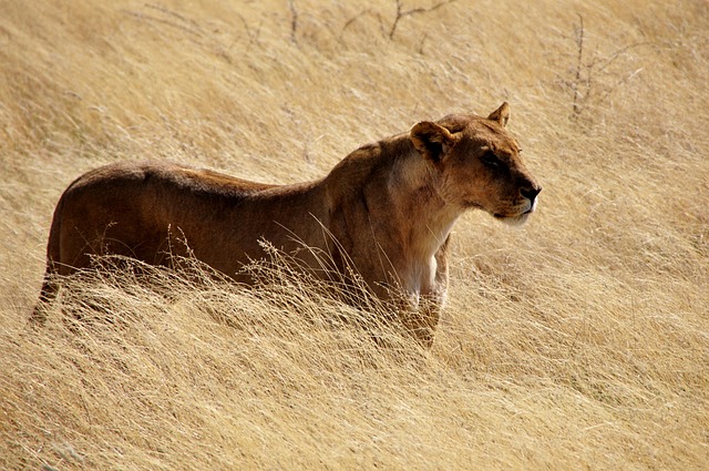 L we L win Wild Kostenloses Foto Auf Pixabay
