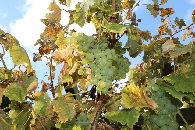 Free Wine Grapes photo and picture