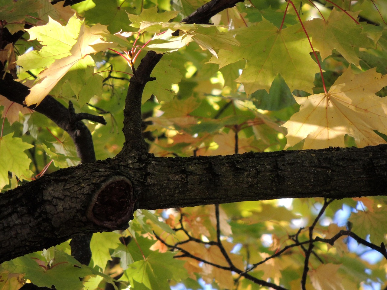 Hojas De Arce Rama Sale - Foto gratis en Pixabay - Pixabay