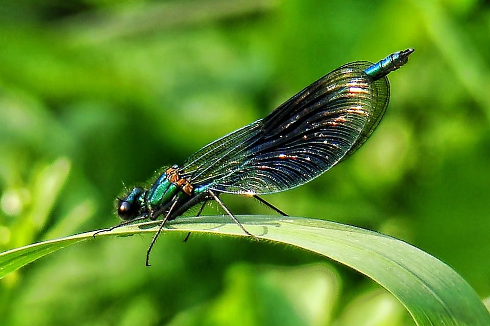 Free photo: Dragonfly, Nature, Dragonflies - Free Image on Pixabay - 63478