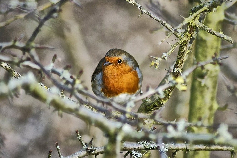 Robin Bird Red · Free photo on Pixabay