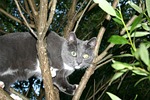 titus, cat, kitten