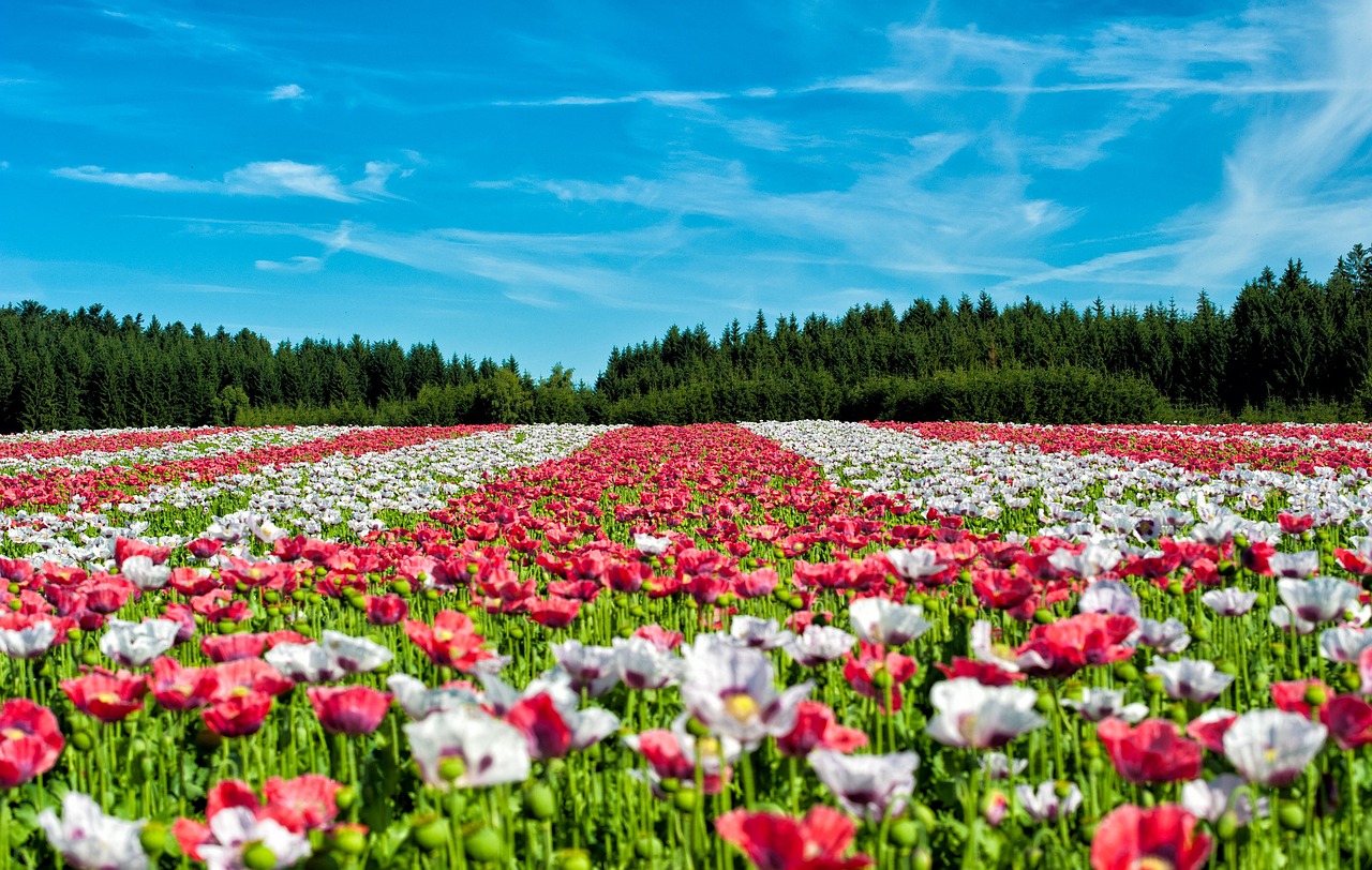 Mohn Feld Der Mohnblumen Blumen - Kostenloses Foto auf Pixabay