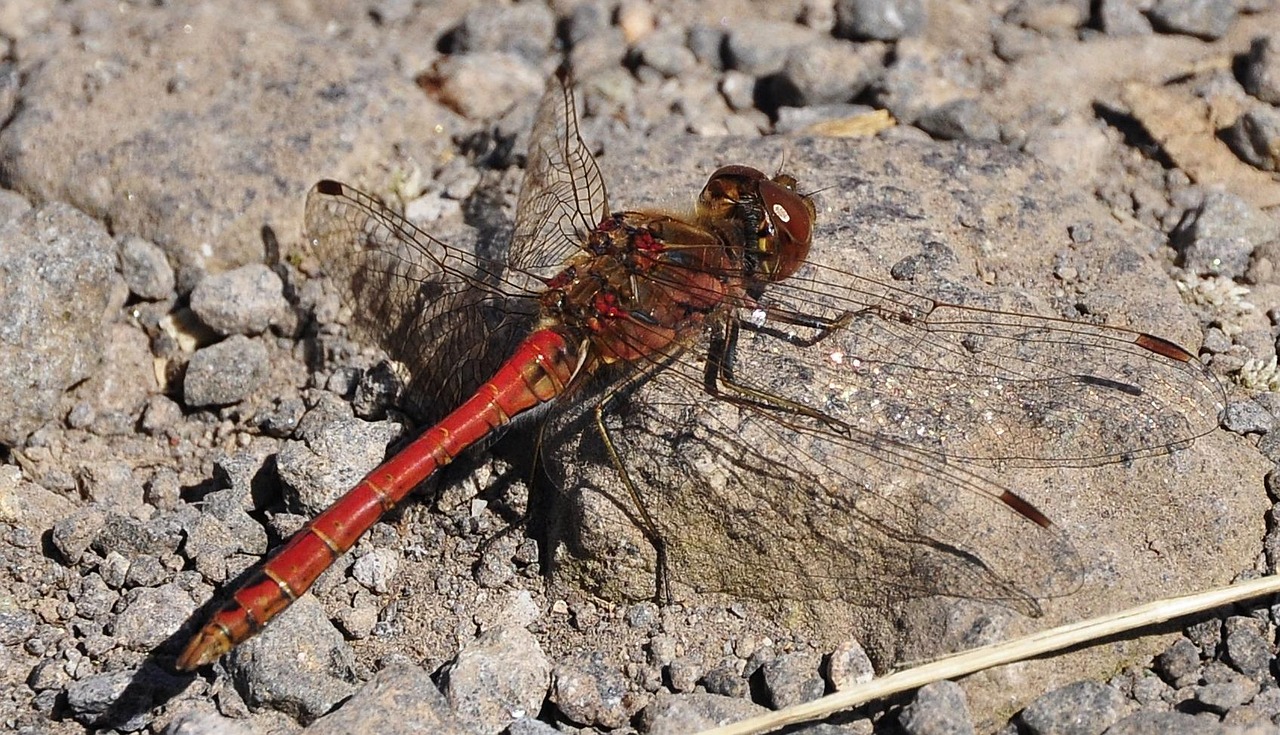 Insect Dragon-Fly Red Dragonfly - Free photo on Pixabay - Pixabay
