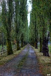trees, road, entryway