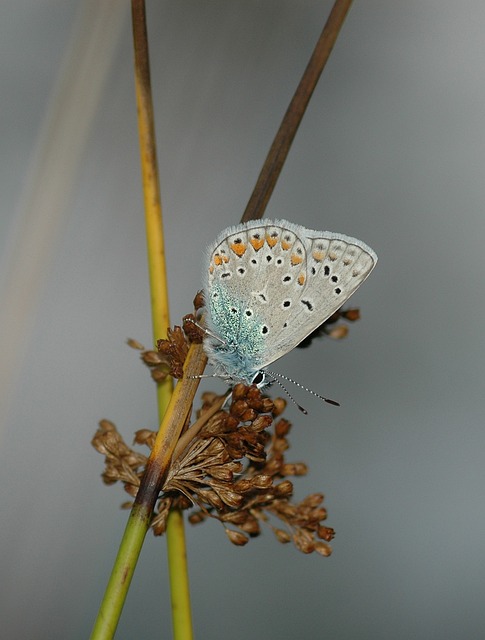 Free Butterfly Blue photo and picture