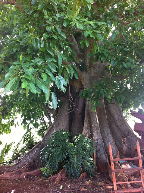 Free Tree Figueira photo and picture