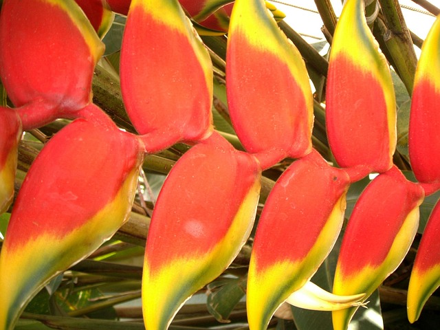 Free Flower Colorful photo and picture