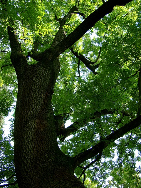 Free Tree Green photo and picture