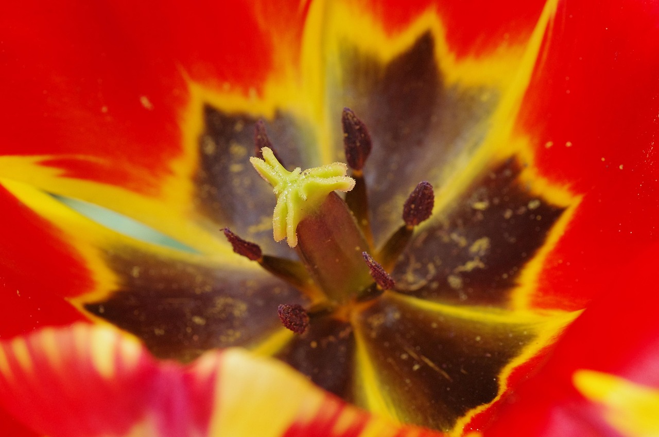 Pollen - free online jigsaw puzzle photo