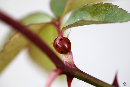 Free Ladybug Nature photo and picture